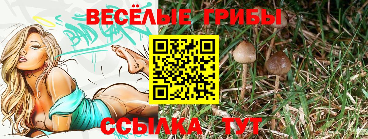 Тавда  Псилоцибиновые грибы Psilocybe  Вход с VPN 